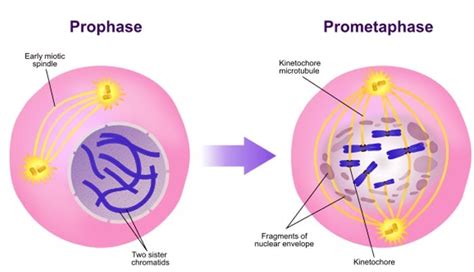 Fajarv Simple Meiosis Prophase 1 Diagram