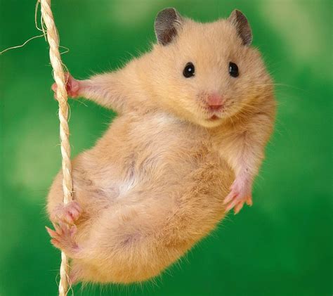Free Download Hamster Background Images Hd Hd Wallpapers 1200x1066