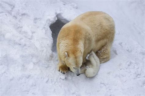 Polar Bear Gerda Takes Her Cub Out To Play In The Snow For The First Time