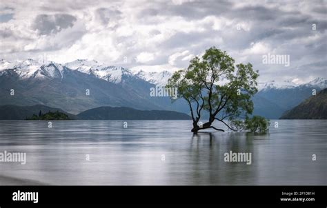 Wanaka Tree New Zealand Landscape Hi Res Stock Photography And Images