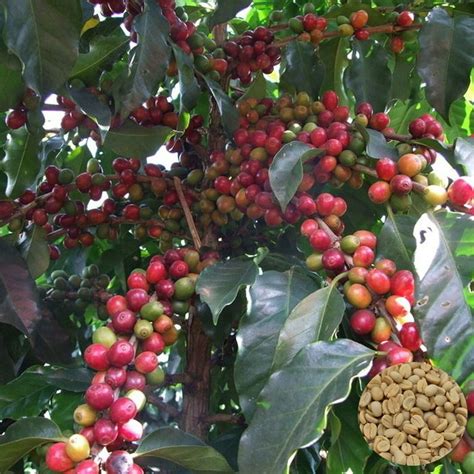 Ceylon Coffee Bean Planting Seeds Dwarf Coffee Plant Seeds Etsy