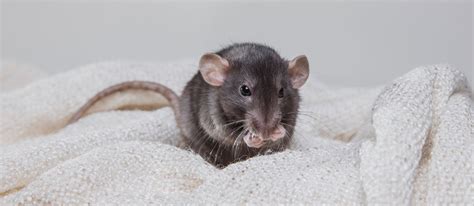The Best Bedding For Rats In 2022 My Pet Needs That