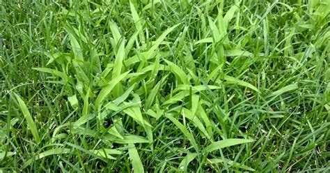 Pull out crabgrass sprouts in the. CO-Horts: Weed of the Moment: Crabgrass and its look-alikes