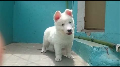 Snow White German Shepherd Puppies Available For Sale In Low Price