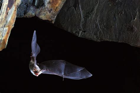 Scientists Unlock The Molecular Secret Behind Long Lived Bat Species