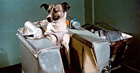 60 Years Ago Today Laika Became The First Dog To Enter Space Onboard