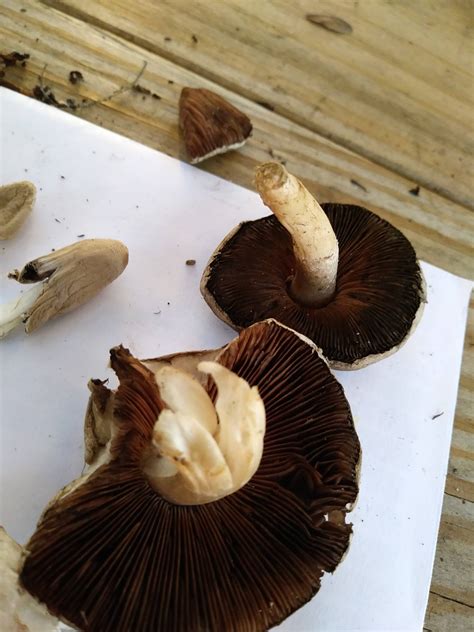 Help Me Identify These Cow Patty Mushrooms Mushroom Hunting And