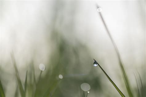 Free Images Water Nature Branch Drop Dew Light Bokeh White