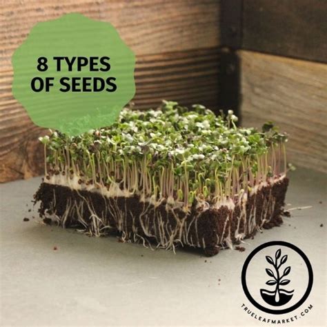 Sectional Hydroponic Microgreens Growing Starter Kit