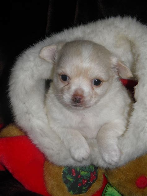 chi chon bichon frise chihuahua mix info care puppies pictures
