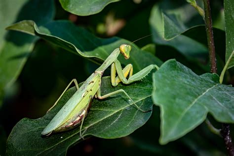 Pregnant Female Praying Mantis Or Mantis Religiosa In A Natural Habitat