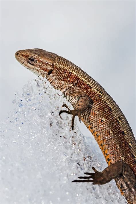 The Lizard In The Snow Lat Lacerta Agilis Stock Photo Image Of
