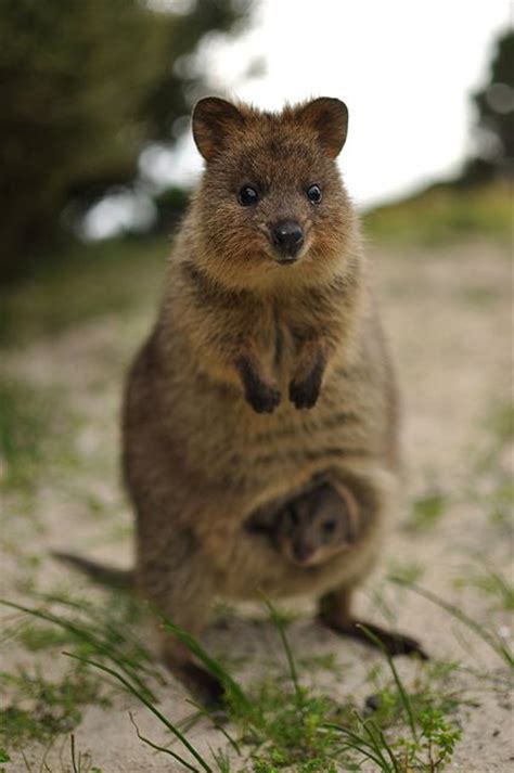 Quokkas Have No Fear Of Humans But Its Illegal To Touch