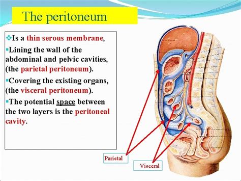 The Peritoneum Peritoneal Cavity Dr Kumar Satish Ravi