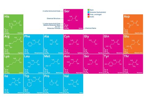 Chart Of Amino Acids And Its Proteinogenic Amino Acids