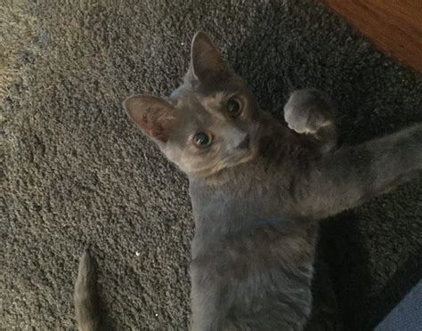 BC SPCA Tri Cities Education & Adoption Centre