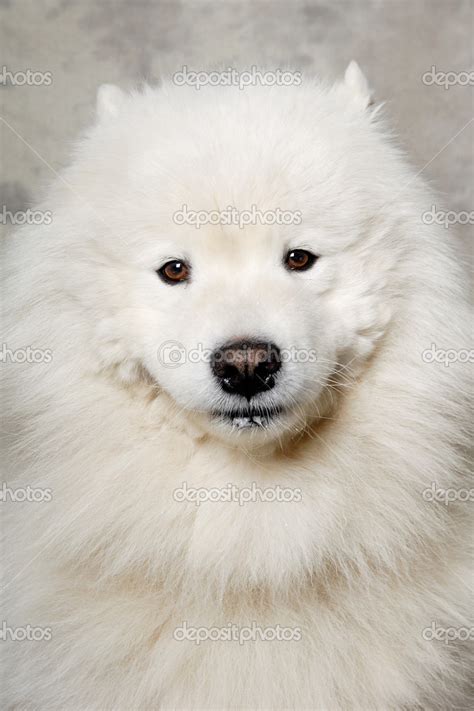 Face Of Samoyed Dog Stock Photo By ©c Foto 43666891