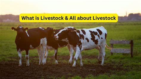 What Is Livestock Livestock A Key Component Of Global Agriculture