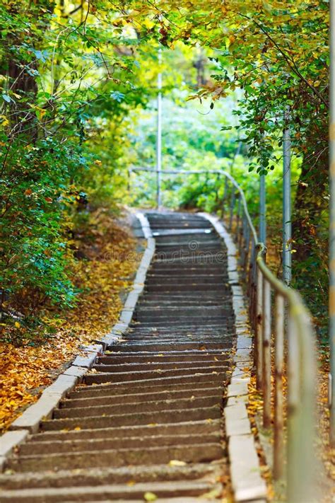 Stairs In Forest Stock Photo Image Of Access Foliage 21843782
