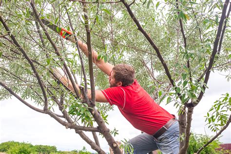 Understanding The Science Of Pruning When And Where To Cut For Maximum