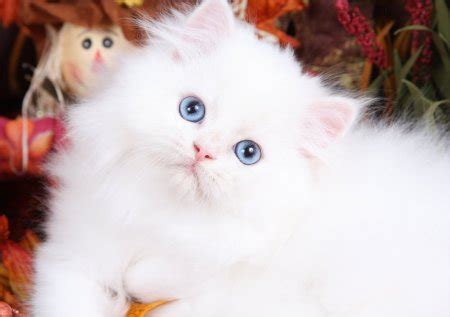 Because they don't develop eye pigmentation until they're about six weeks old scroll down to see some beautiful cats with blue eyes, then click on the circular buttons below your. Mojave - Lessons - Tes Teach