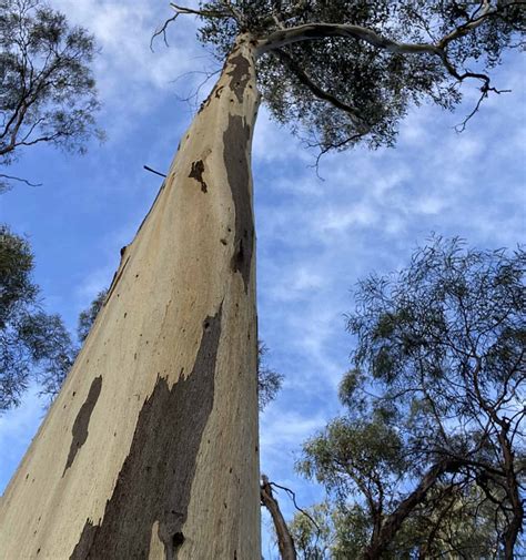 Redwood Vs Manna Gum Tree 6 Differences Between These Towering Giants