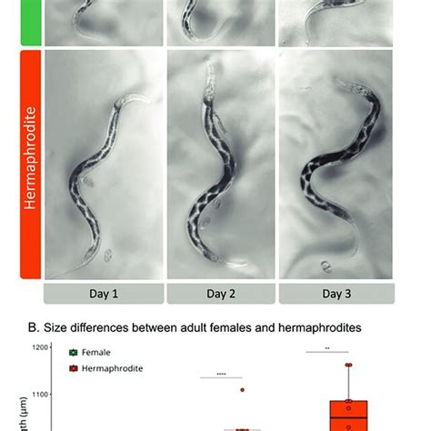 Differences Between Females And Hermaphrodites During The First Three Download Scientific