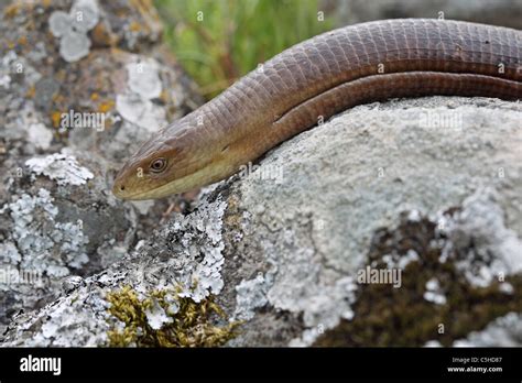 European Legless Lizard Or Glass Snake Or Glass Lizard Or Scheltopusik