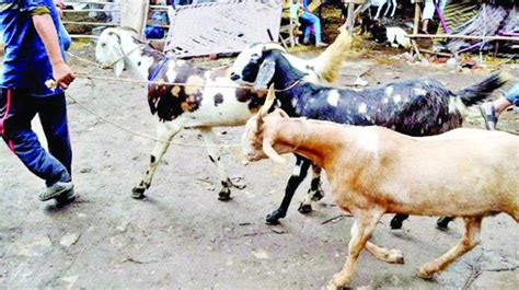 Maharashtra Temple Officials To Discuss Goat Sacrifice Ban