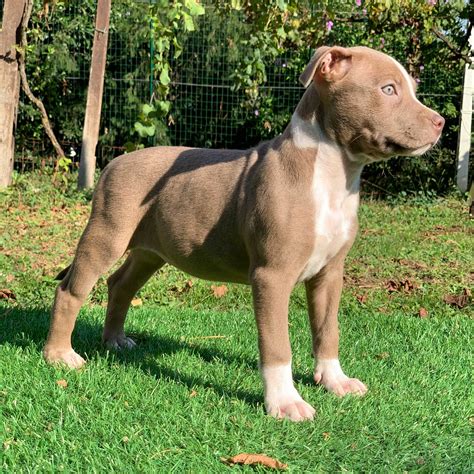 Red Nose Pitbull Puppy PITBULL TERRIER KENNEL