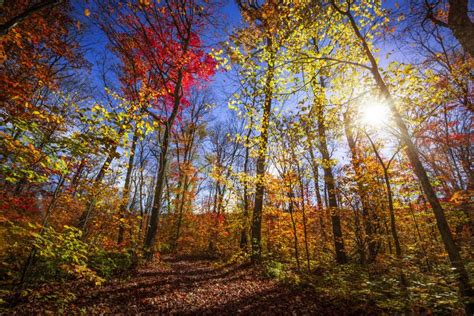 Sunshine In Fall Forest Stock Image Image Of Foliage 41255879