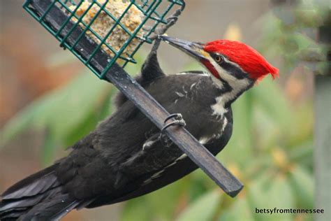 The answer to the question can i shoot birds in my backyard depends on the species, circumstances, and regulations in your area. JOYFUL REFLECTIONS: More Backyard Birds in our Yard