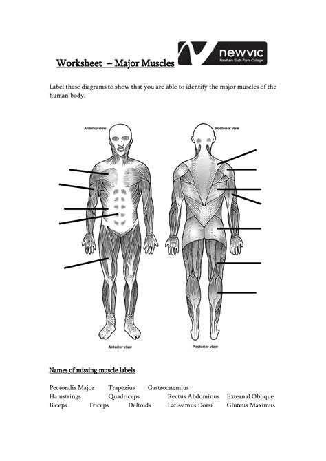 Worksheet Printable Blank Muscle Diagram