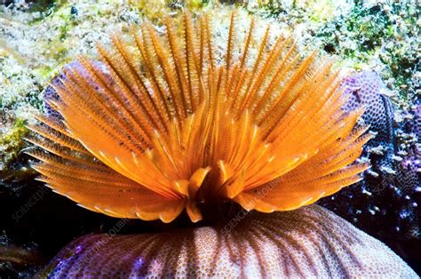 Feather Duster Worm Stock Image C0337583 Science Photo Library