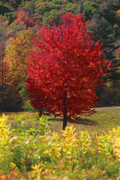 Red Tree By Trevor Slauenwhite