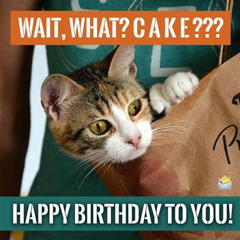 Cute Animals And Funny Happy Birthday Wishes Funny Happy Birthdays