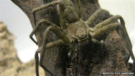 Huntsman Spider Found In Banana Box At Glastonbury Greengrocers Bbc News