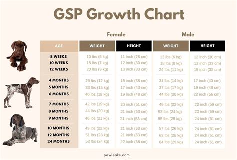 German Shorthaired Pointer Growth Chart From Pup To Full Grown Gsp Artofit