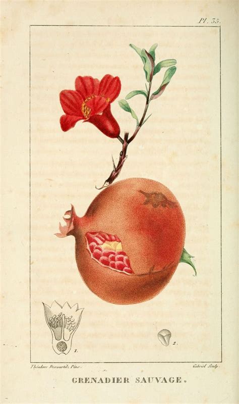 N W Botanical Drawings Botanical Illustration Botanical Prints