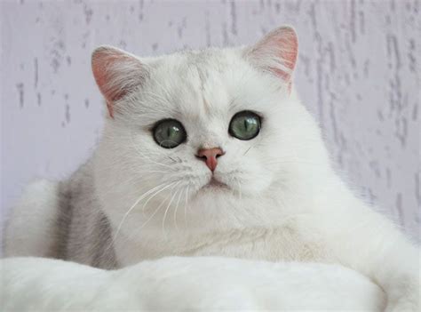 White British Shorthair Котята Британская короткошерстная Белые кошки
