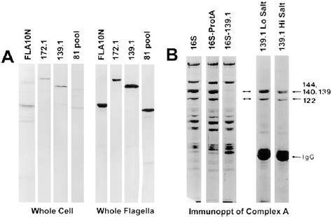 Figure From Chlamydomonas Kinesin Iidependent Intraflagellar