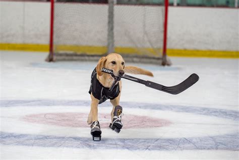 Ice Skating Dog Shows Off Skills After Being Taught By