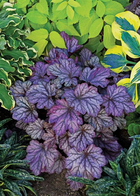 We did not find results for: Dolce® 'Blackberry Ice' - Coral Bells - Heuchera hybrid ...