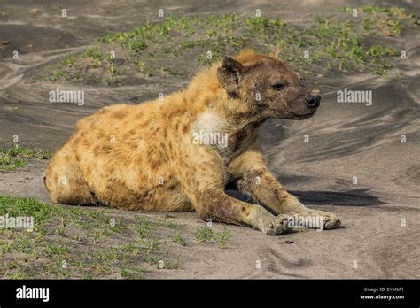 Hyena Lying Stock Photo Alamy