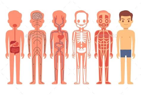 Human Body Anatomy Vector Illustration Male Body Anatomy Human Body