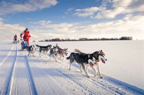 Dog Sledding Race 2 25 Hours Red Rivers