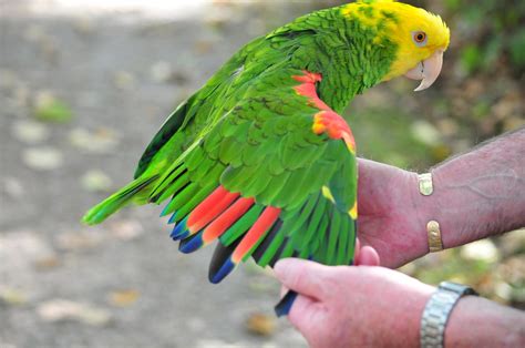 11b Amazon Parrot Double Yellow Headed Amazon Amazona O Flickr
