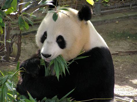 Us National Zoo Bids Farewell To Pandas As Government Shutdown Looms