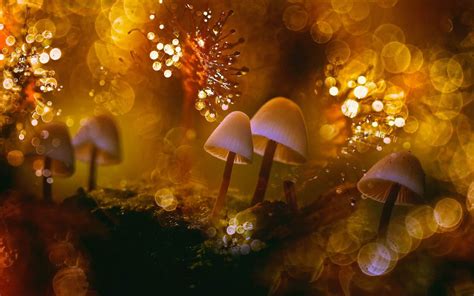 Mushrooms Moss Macro Wallpapers Wallpaper Cave