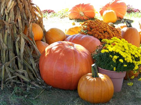 Autumn Scene Free Stock Photo Public Domain Pictures